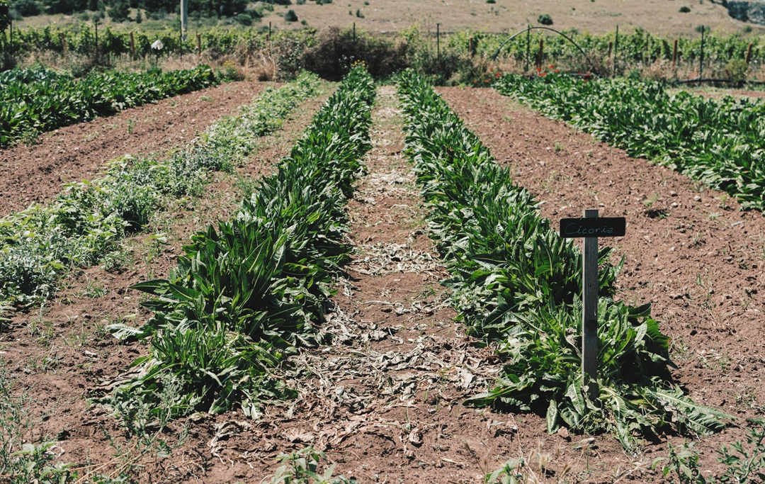 agriculture